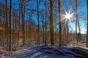 Edigerer Wald jan 2016