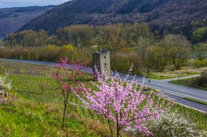 Pfirsichbaum am Lehmener turm